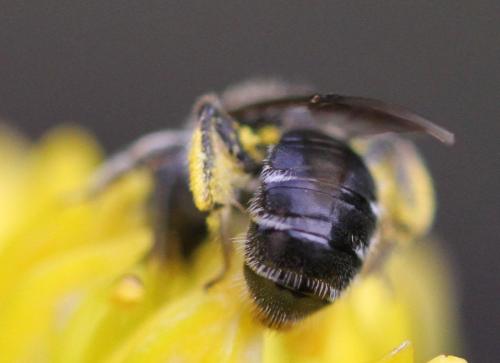 Réf. 274 041 : Andrena sp.